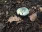 Varashátú galambgomba (Russula virescens), Zemplén